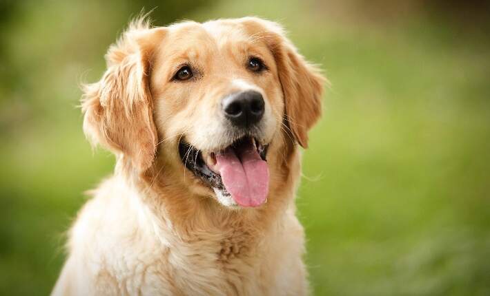 dogggg