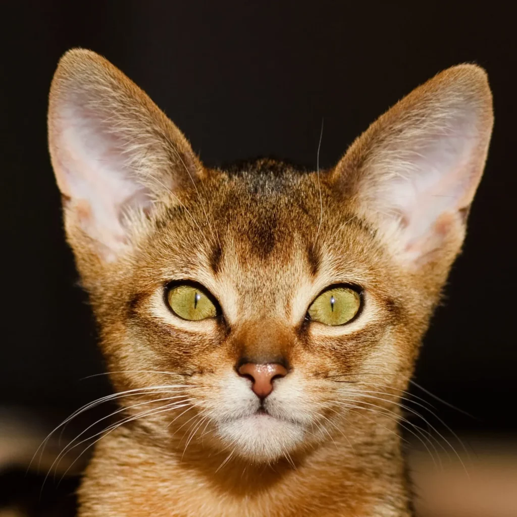 Abyssinian