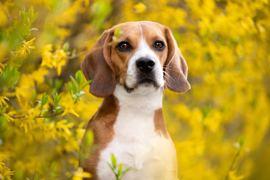 Beagle