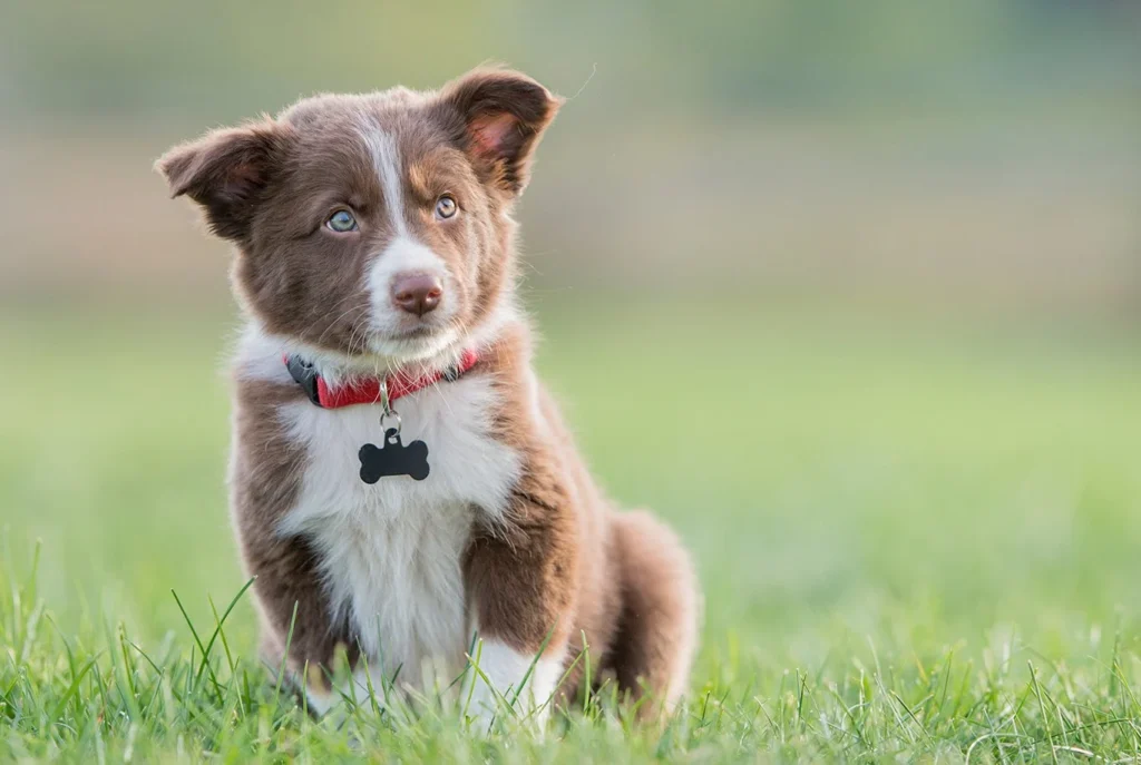 border collie