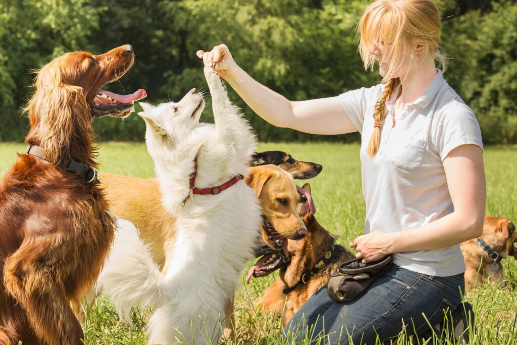 Dog training 1