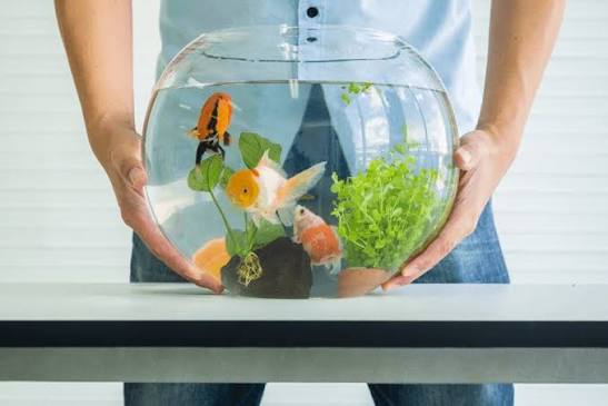 How to keep fish alive in aquarium at home