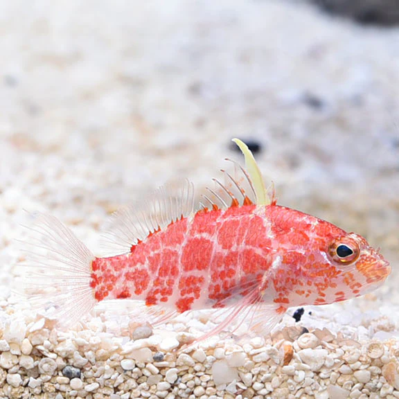 pygmy