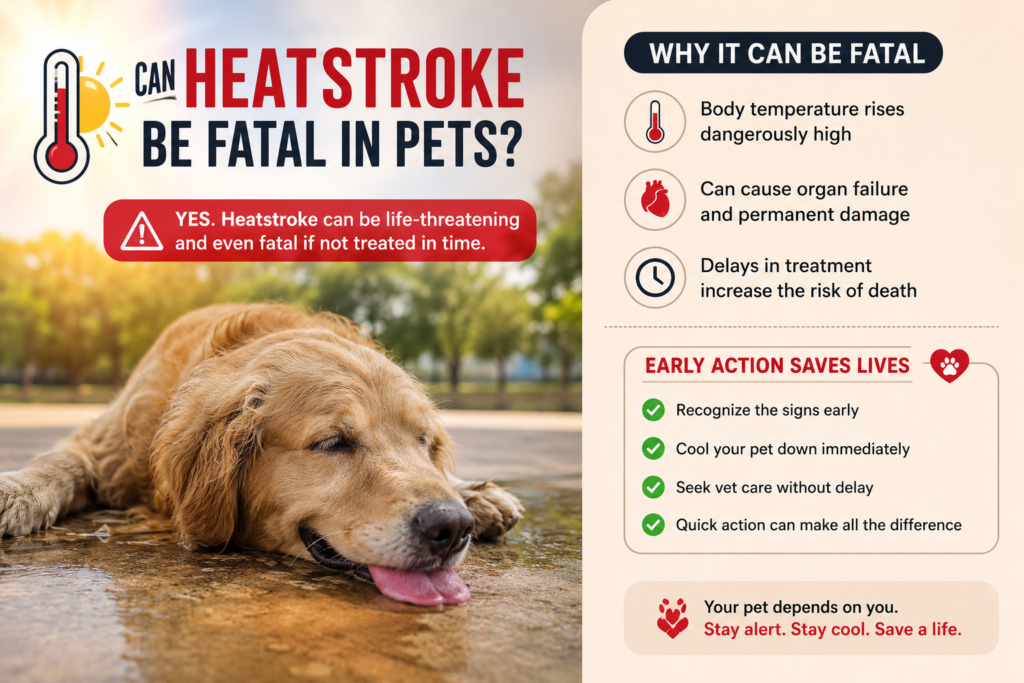 Heatstroke in Pets