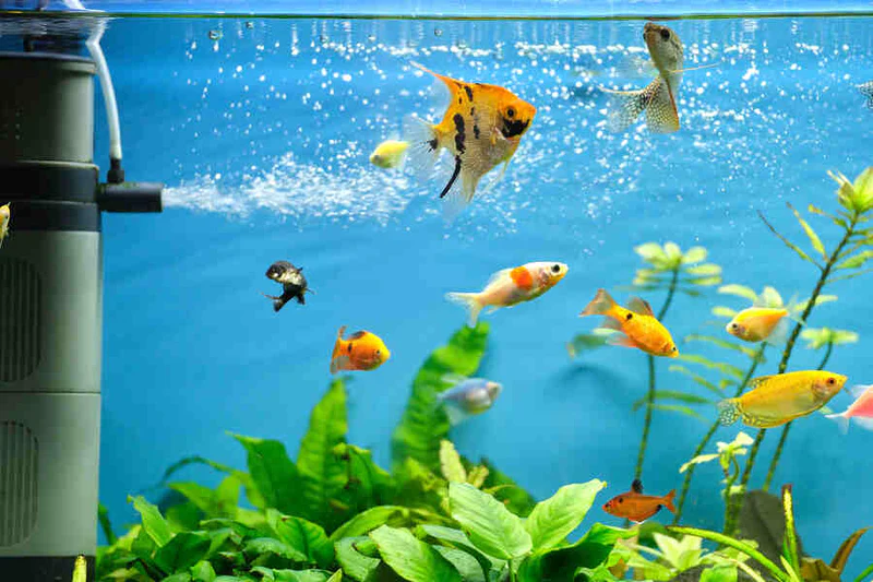 Fish Care Guide for Beginners Aquarium Setup